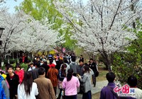 Фестиваль Сакуры во время праздника Цинмин