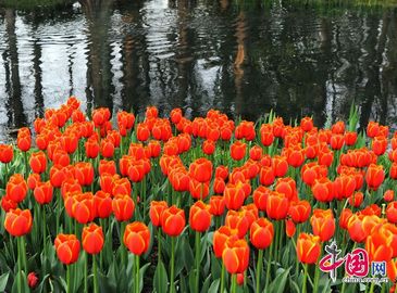 Весенние цветы в парке «Тайцзывань» г. Ханчжоу 