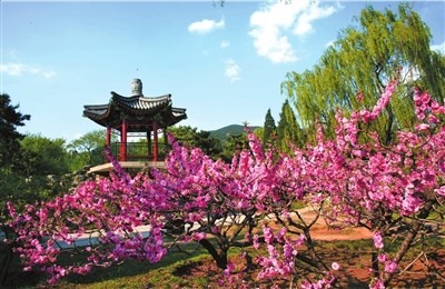 Лучшие места для любования цветами в Пекине 5