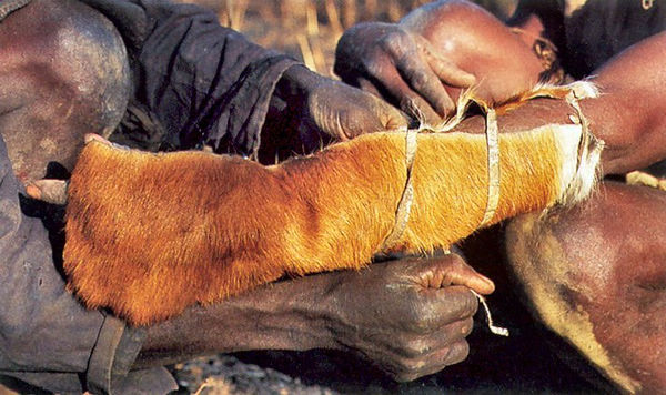 Как африканские охотники ловят питонов руками? 