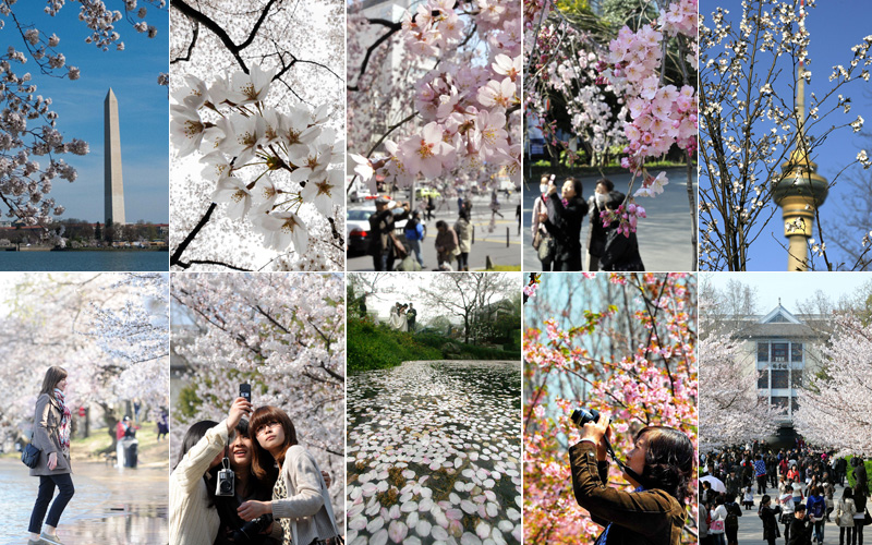 Цветочный апрель! Фестивали сакуры в разных странах мира 1