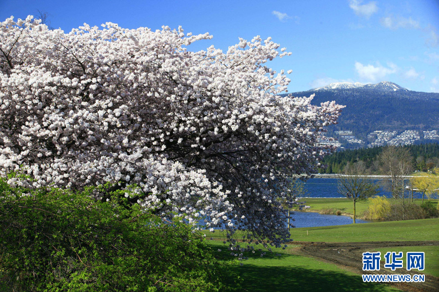 Цветочный апрель! Фестивали сакуры в разных странах мира 2