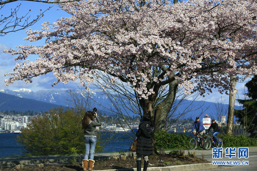 Цветочный апрель! Фестивали сакуры в разных странах мира 3