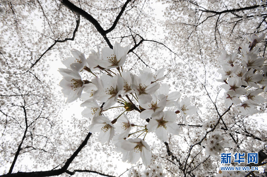 Цветочный апрель! Фестивали сакуры в разных странах мира 7