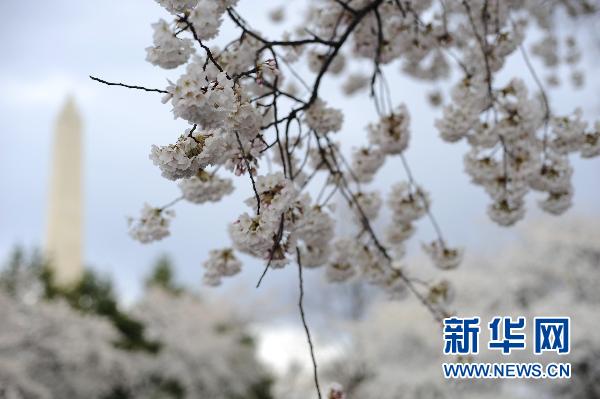 Цветочный апрель! Фестивали сакуры в разных странах мира 8