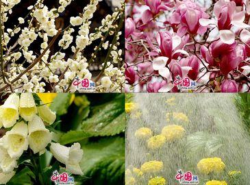 Любование весенними пейзажами в Пекинском ботаническом саду