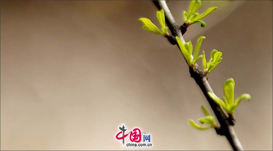 Любование весенними пейзажами в Пекинском ботаническом саду 