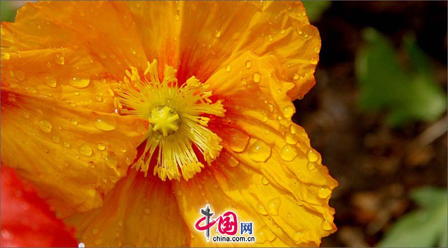 Любование весенними пейзажами в Пекинском ботаническом саду 