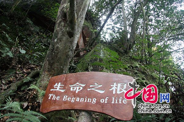Государственный лесопарк «Яньцзыянь» в провинции Гуйчжоу 