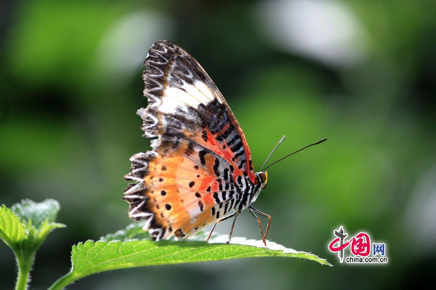 Сад бабочек в пекинском районе Шуньи