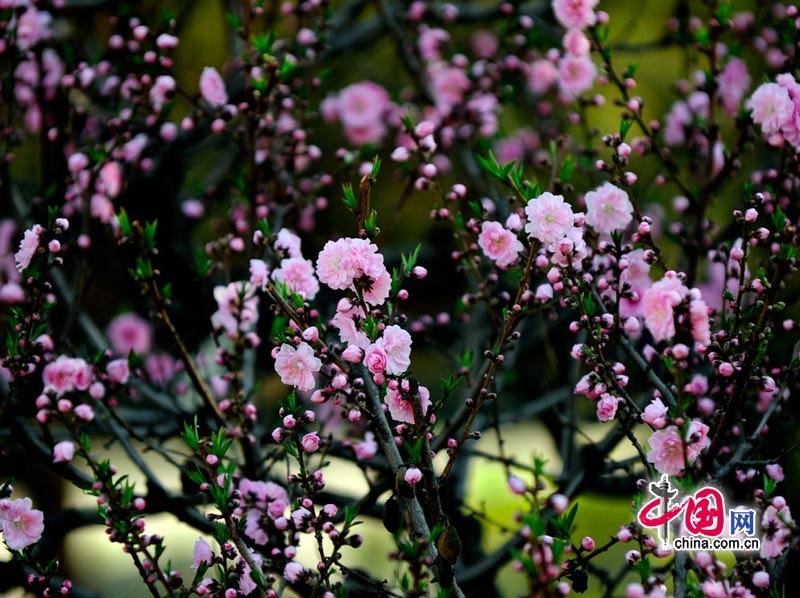 Фестиваль цветущего персика в Пекине5