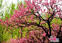 Фестиваль цветущего персика в Пекине