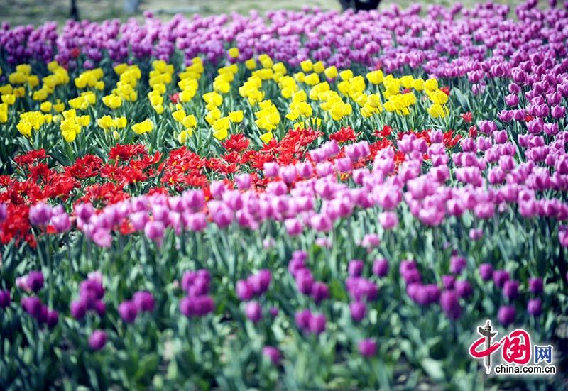 Море тюльпанов в Пекинском ботаническом саду