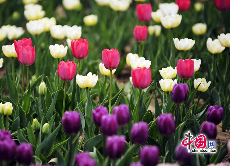 Море тюльпанов в Пекинском ботаническом саду
