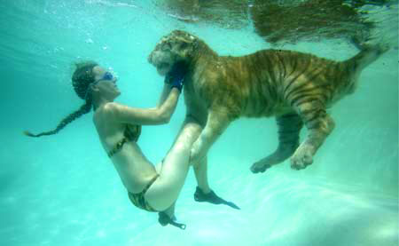 Красавица-укротитель, плавающая с тиграми1