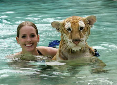 Красавица-укротитель, плавающая с тиграми2