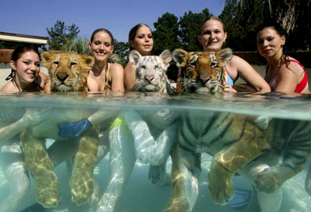 Красавица-укротитель, плавающая с тиграми4