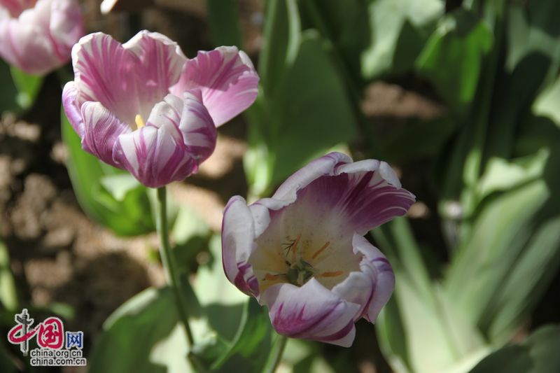 Тюльпаны в Парке Цзиншань