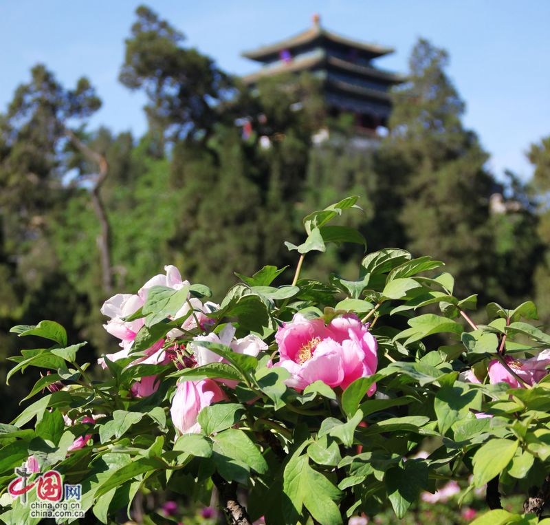 Пекинские парки манят цветеньем 