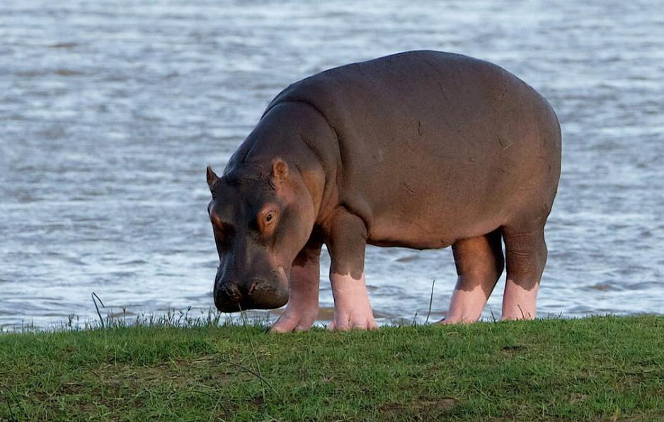 Последние снимки в журнале «National Geographic»