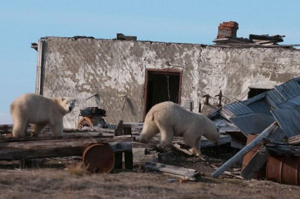 «Слезы» Арктики