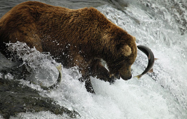Реальная съемка с близкого расстояния рыбалки бурых медведей