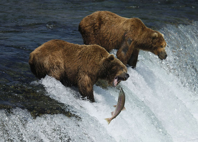 Реальная съемка с близкого расстояния рыбалки бурых медведей