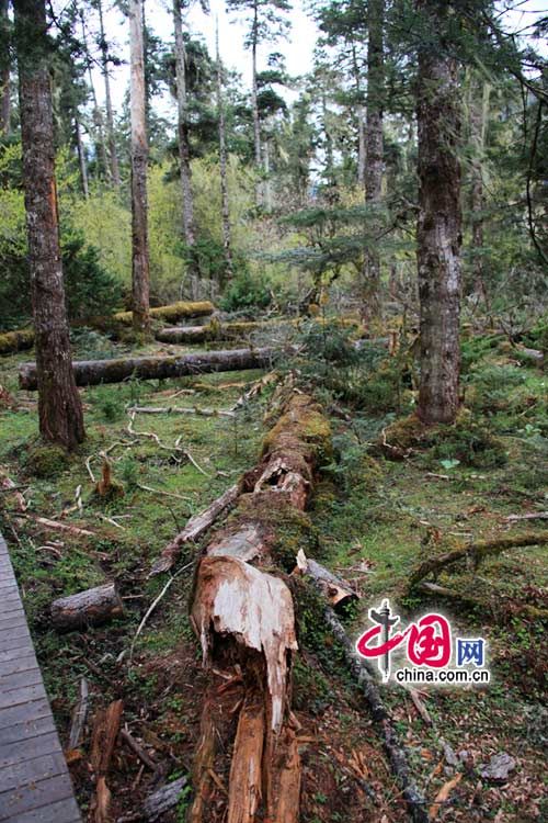 Девственный лес в туристическом районе Наньигоу Тибета