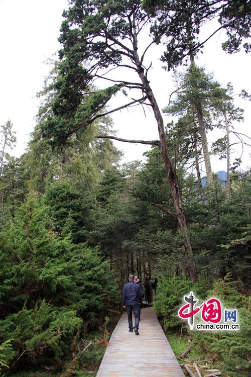 Девственный лес в туристическом районе Наньигоу Тибета