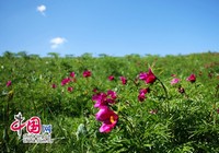 Красивые цветы в Синьцзяне