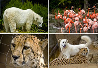 Симпатичные снимки животных в зоопарке Сан-Диего США