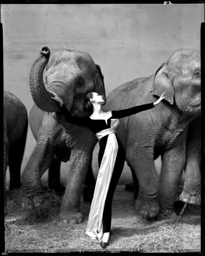 《Dovima with elephants》(1955)，Ричард Аведон, аукциона Christie&apos;s в Нью-Йорке, октябрь 2010 года, 1,1 миллиона долларов