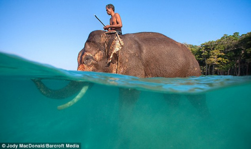 Единственный слон в мире, который умеет плавать, уходит на «пенсию»2
