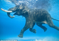 Единственный слон в мире, который умеет плавать, уходит на «пенсию»1