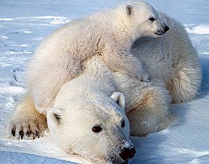 Мониторинг краснокнижных белых медведей проведен на Дальнем Востоке РФ