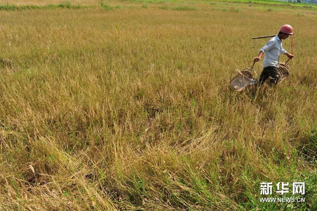 Провинция Хубэй этим летом переживает сильную засуху