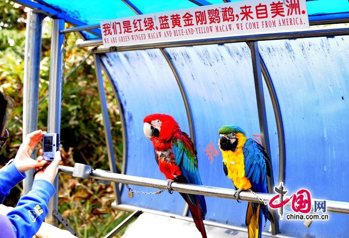 Идеальное место для отдыха – Парк птиц в г. Сямэнь