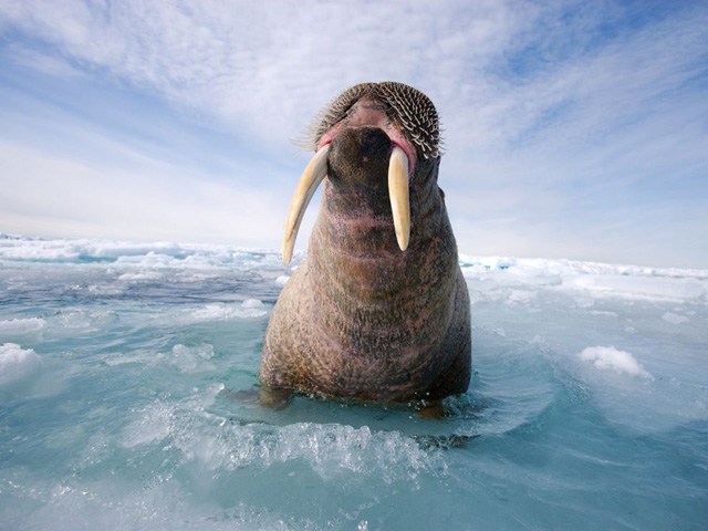 Очередные фотошедевры от «National Geographic&apos;s» 