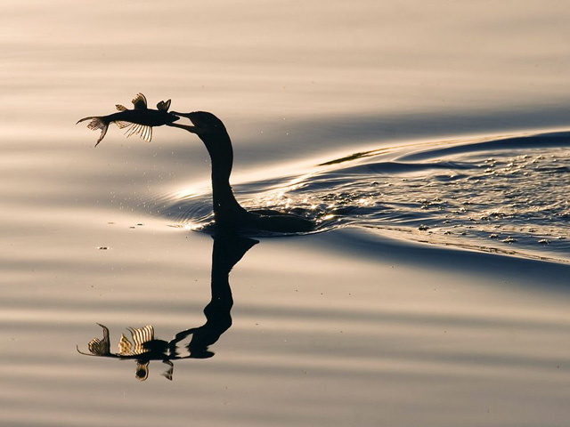 Очередные фотошедевры от «National Geographic&apos;s» 