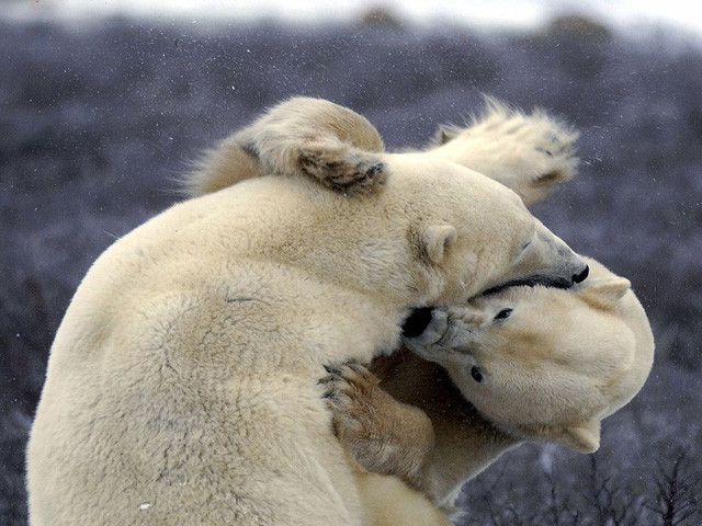 Очередные фотошедевры от «National Geographic&apos;s» 