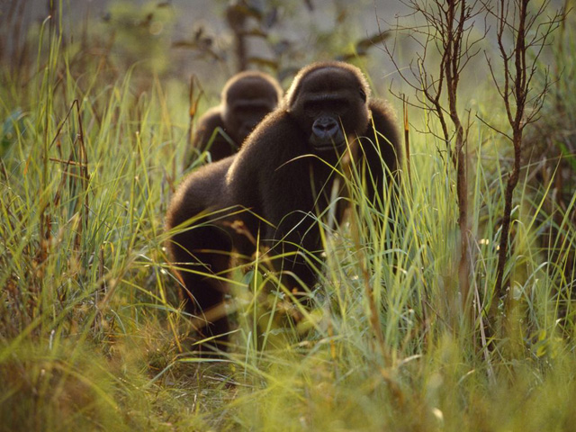 Очередные фотошедевры от «National Geographic&apos;s» 