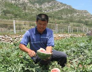 В районе Бошань города Цзыбо провинции Шаньдун арбузы играют важную роль в развитии экономики
