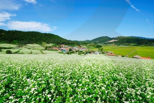 Прекрасные летние пейзажи Южной Кореи 