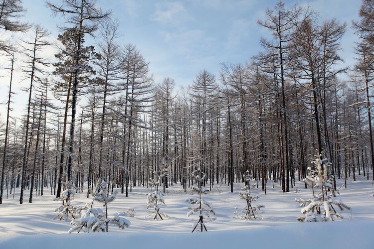 Красота раойна Хулунбэир