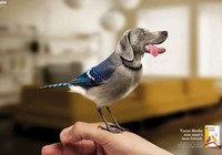 Интересная реклама с животными