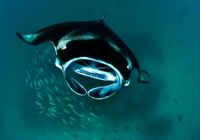 Великолепная картина коллективного поиска питания рыбами-дьяволами на Мальдивах
