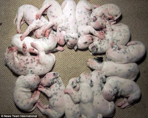 По сообщению британских СМИ от 12 июля, месяц назад в Великобритании в одной семье одни далматинец родил 16 детенышей одного помета