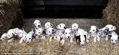 Ветеринар сказал, что собака рожала почти нон-стопом 8 щенков, потом был перерыв. В то время ветеринар думал, что уже конец. Но потом обнаружил, что еще - 8 детенышей, т.е. в общей сложности – 16 далматинцев.