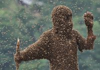 Напряженный конкурс со пчелами