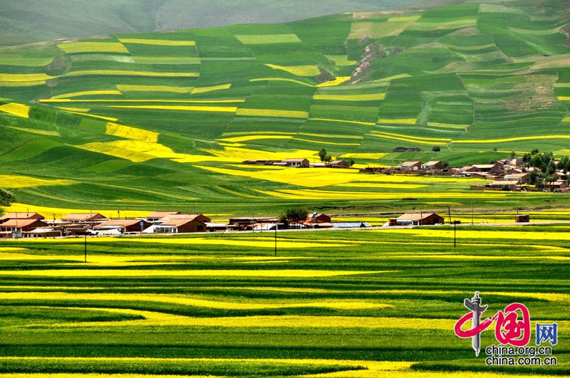 Море цветов рапса в провинции Цинхай